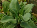 Kalanchoe pinnata or Bryophyllum pinnatum theÃÂ air plant in the garden